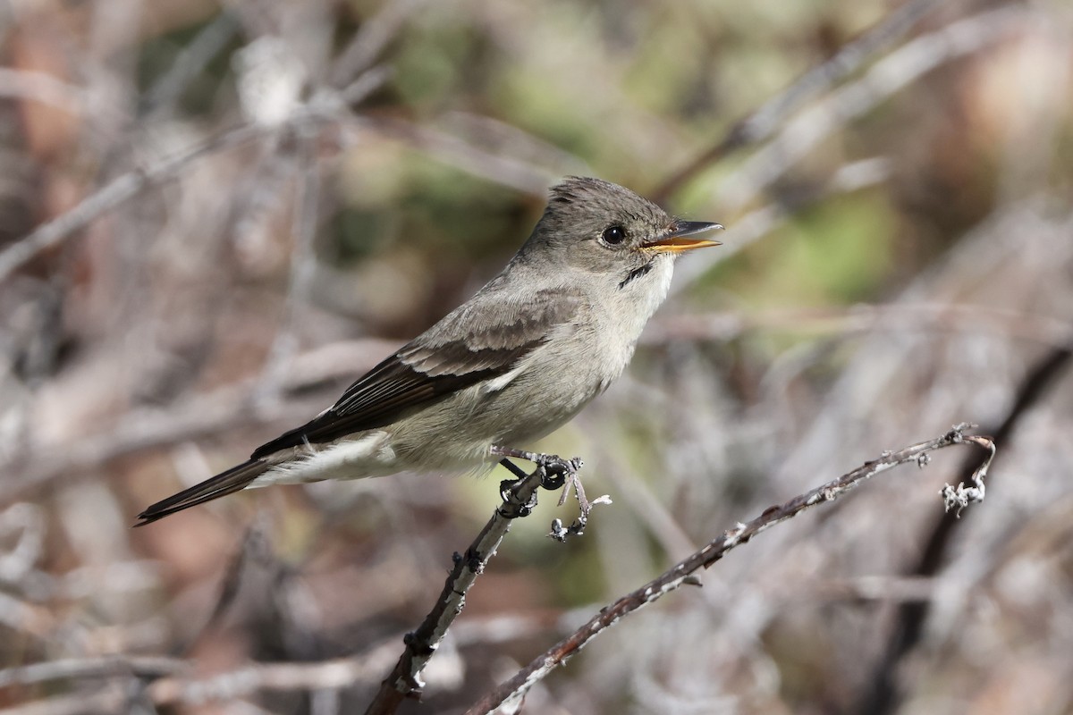 Western Wood-Pewee - Alice Church