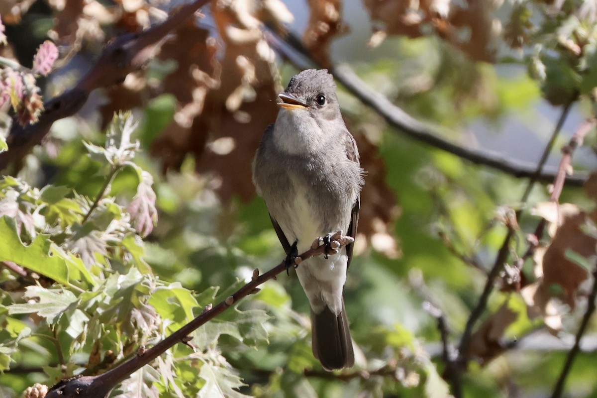 Western Wood-Pewee - Alice Church