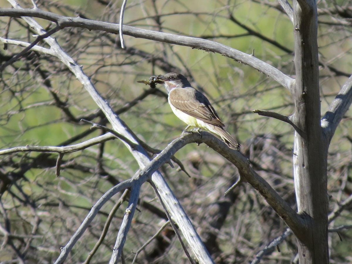 Thick-billed Kingbird - ML619661926