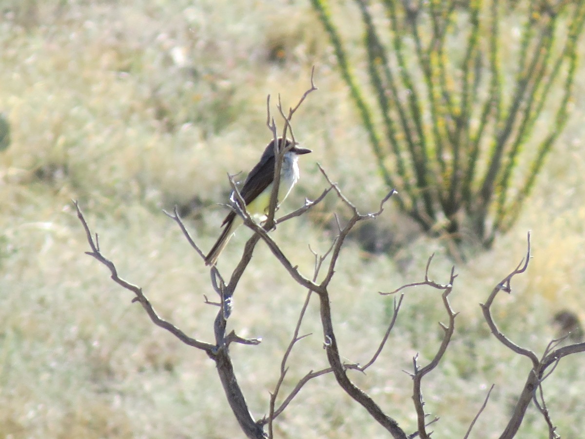 Thick-billed Kingbird - ML619661927