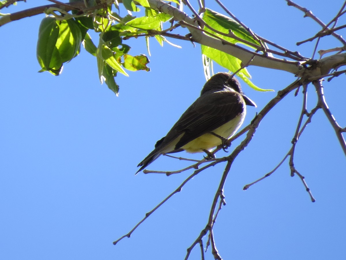 Thick-billed Kingbird - ML619661928