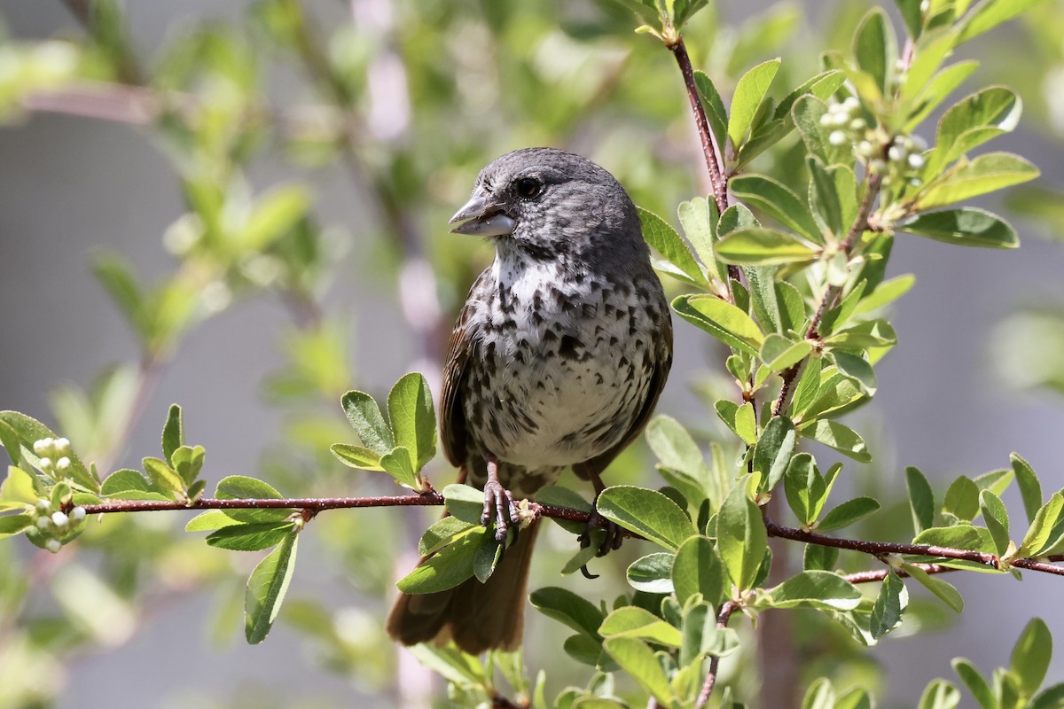 Fox Sparrow (Thick-billed) - Alice Church