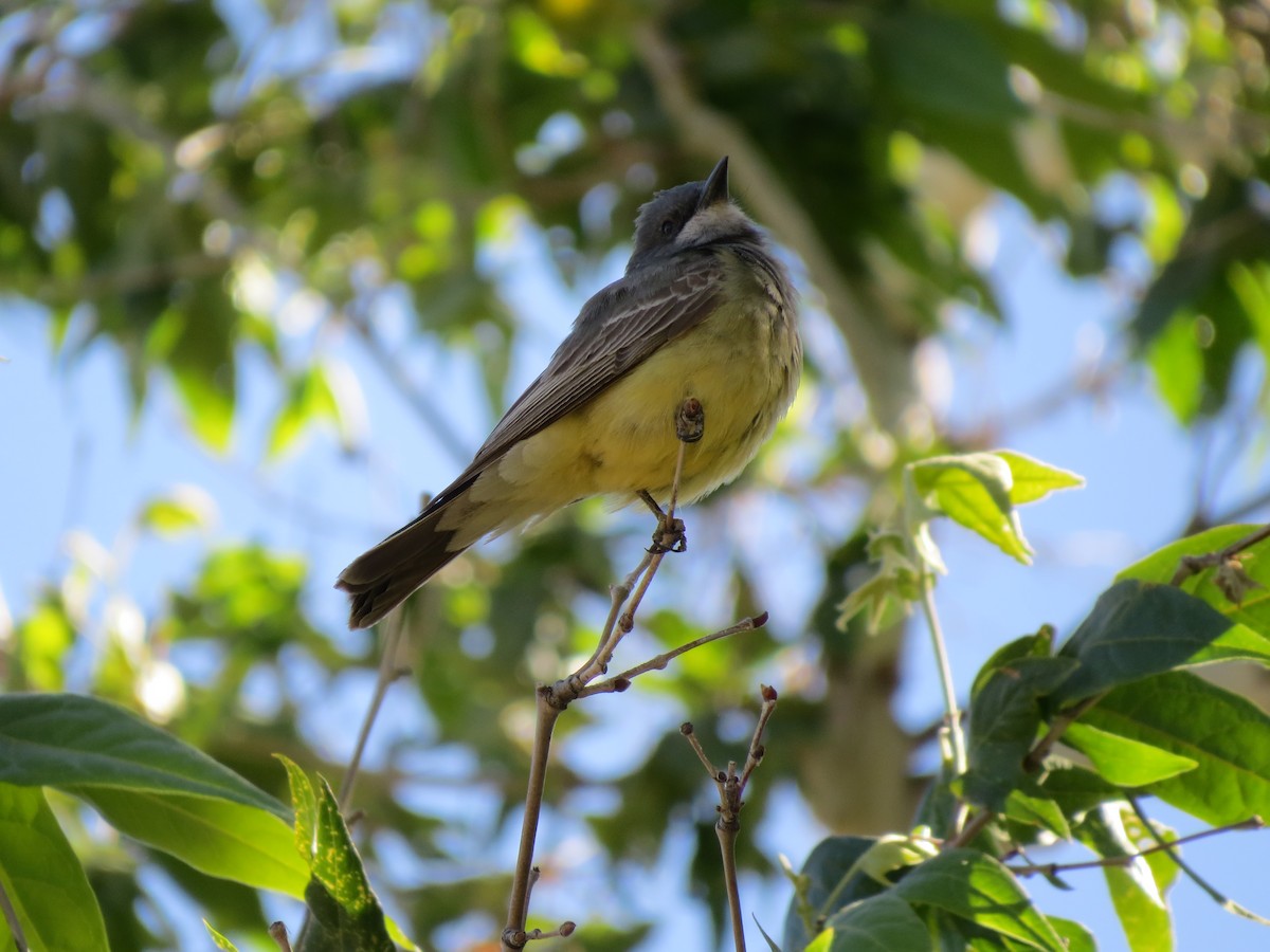 Cassin's Kingbird - Evan Waite