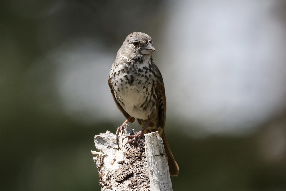 Fox Sparrow (Thick-billed) - Alice Church