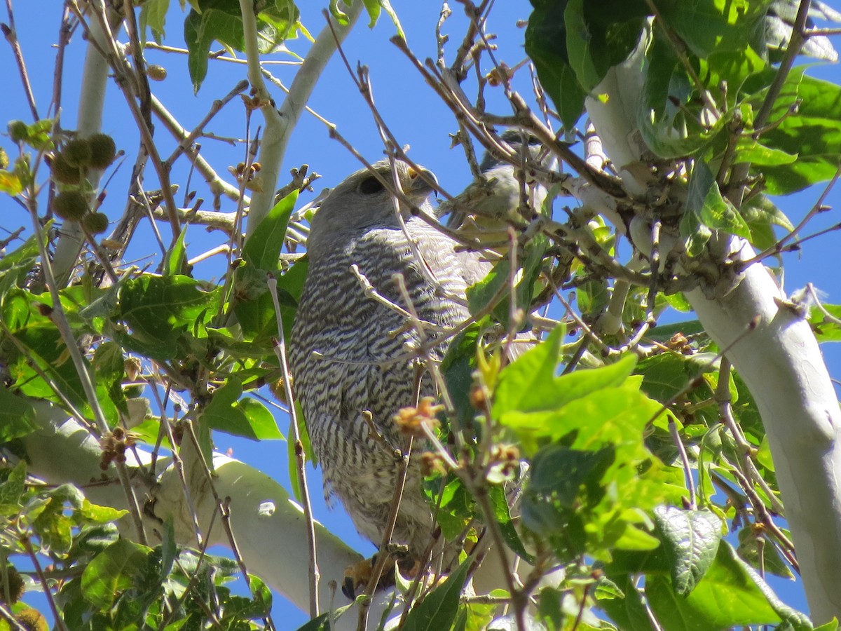 Graubussard - ML619661947