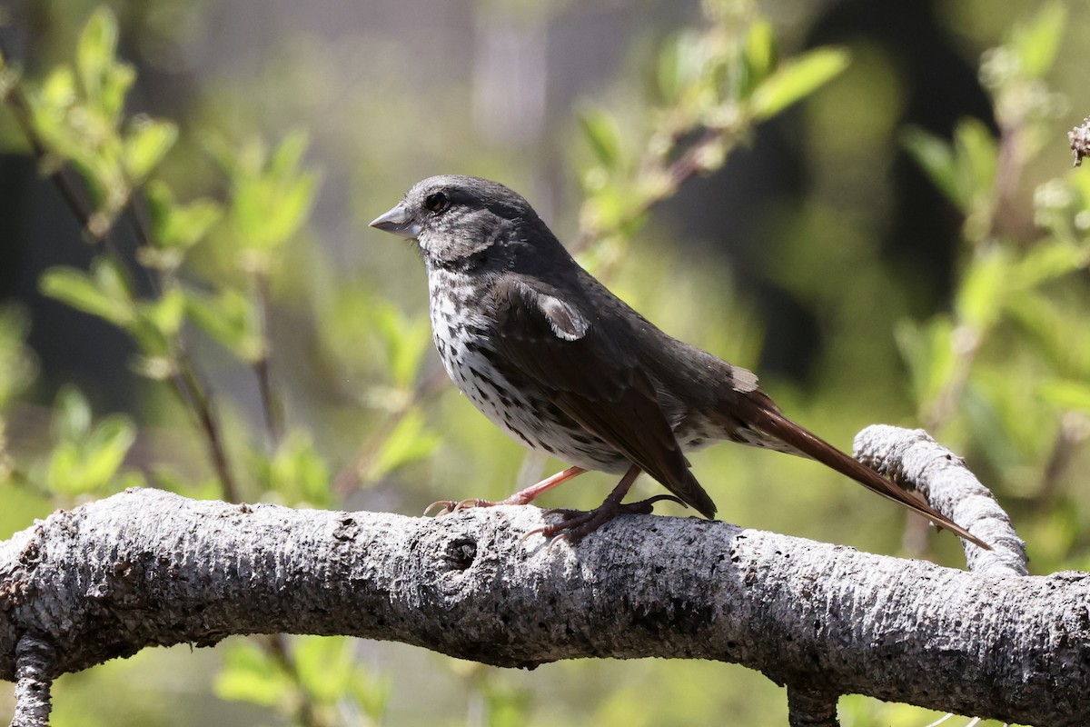 Fox Sparrow (Thick-billed) - Alice Church