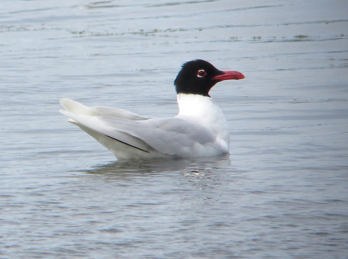 Mediterranean Gull - Peter Milinets-Raby