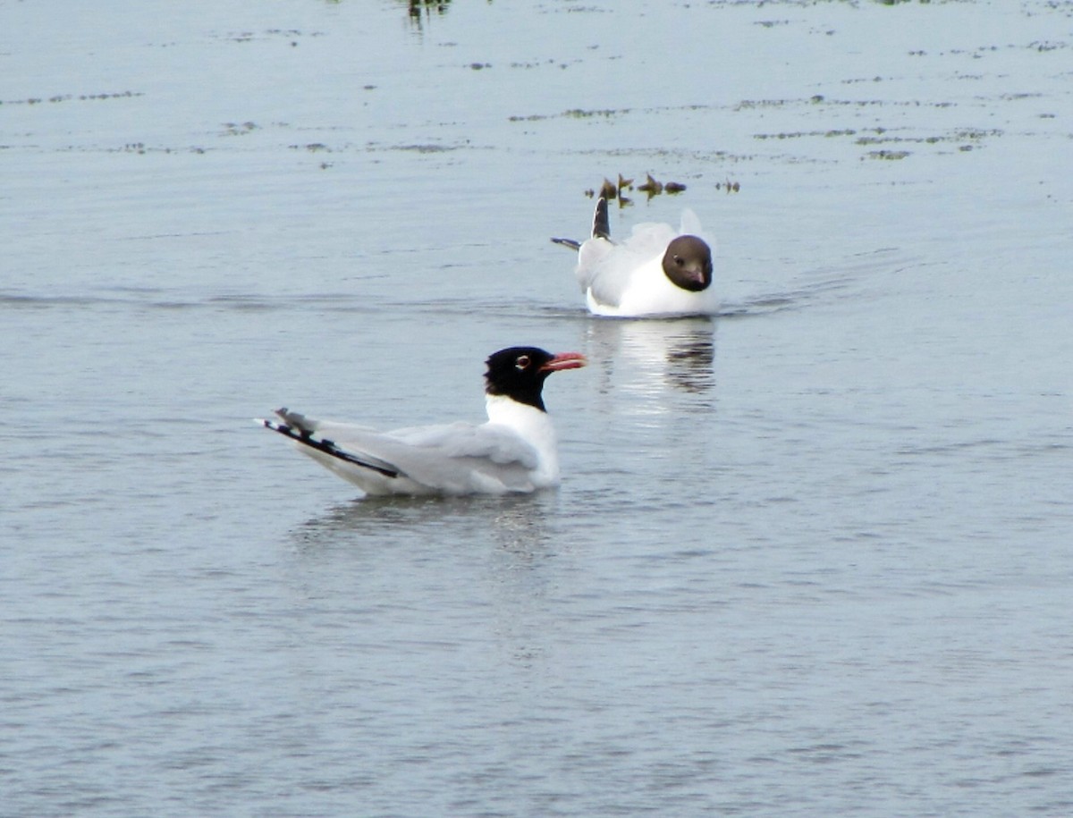 Mediterranean Gull - Peter Milinets-Raby