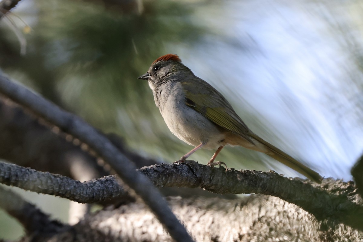 Green-tailed Towhee - Alice Church