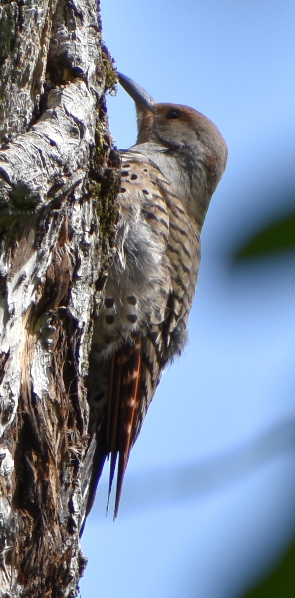 Northern Flicker (Yellow-shafted x Red-shafted) - ML619661960