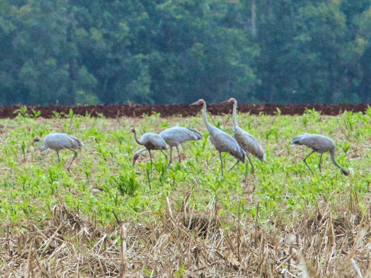 Grue brolga - ML619661963