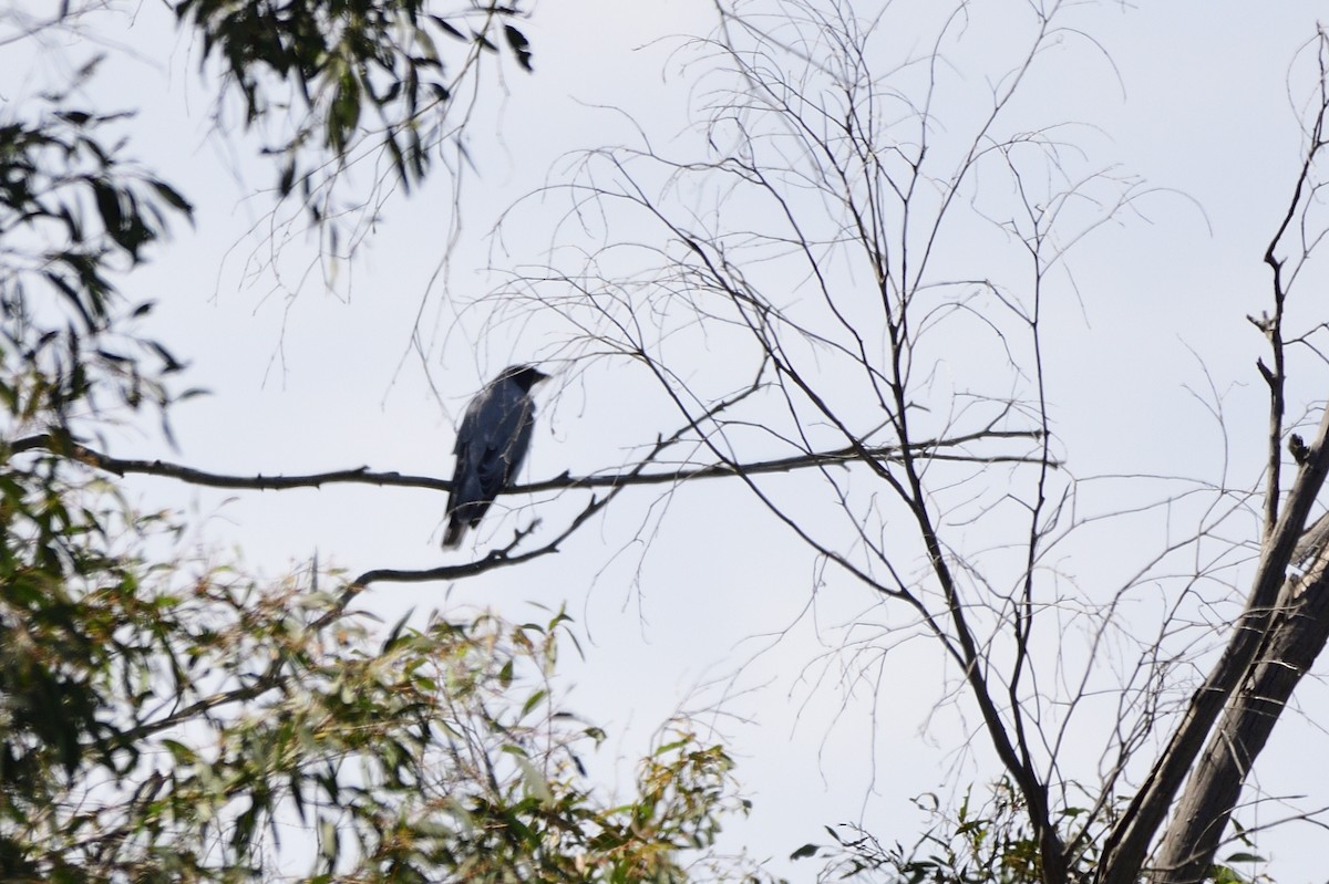 Black-faced Cuckooshrike - Ken Crawley