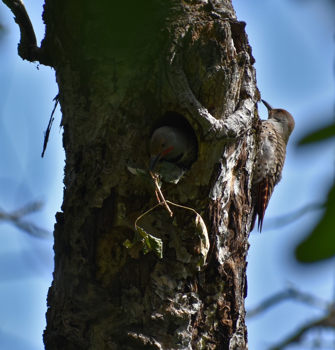 Northern Flicker (Red-shafted) - Tser Supalla