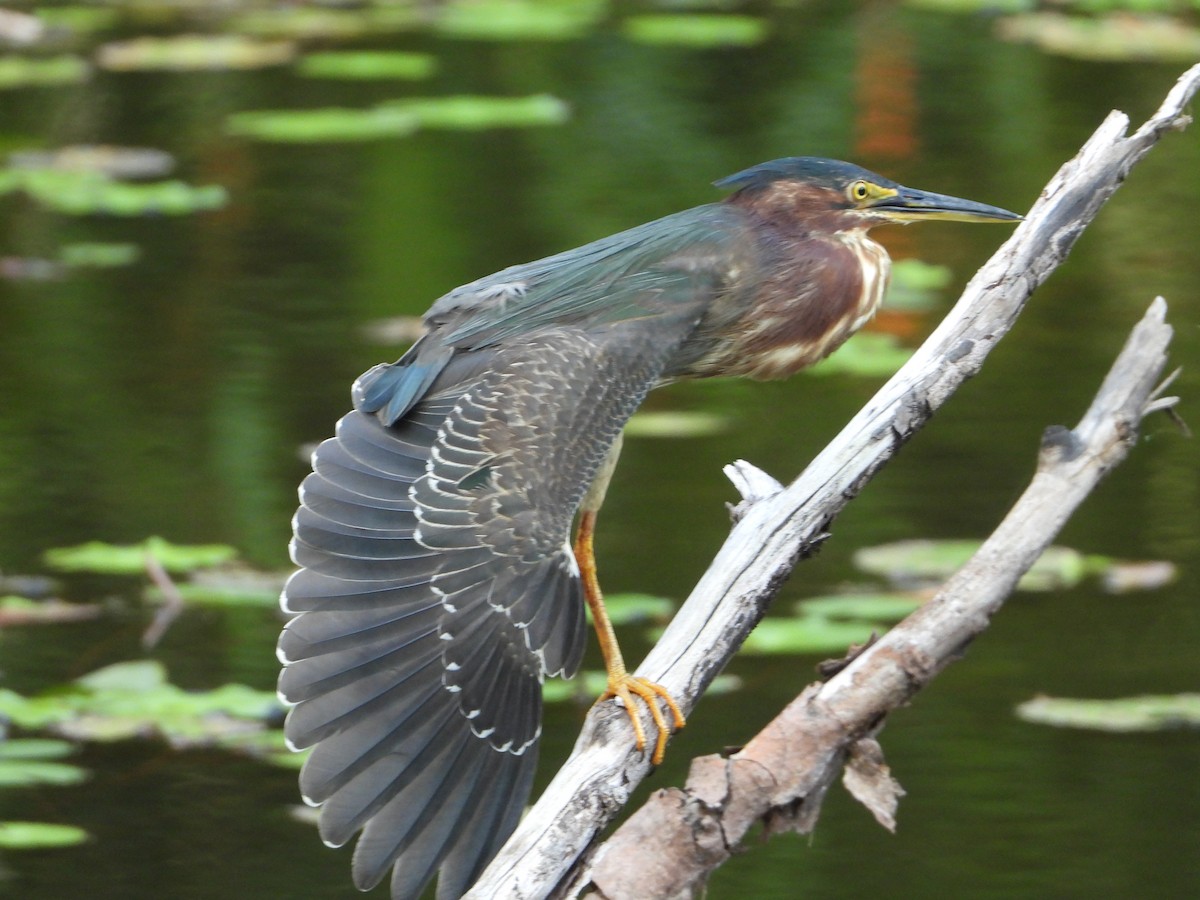 Green Heron - Juan Carlos Melendez