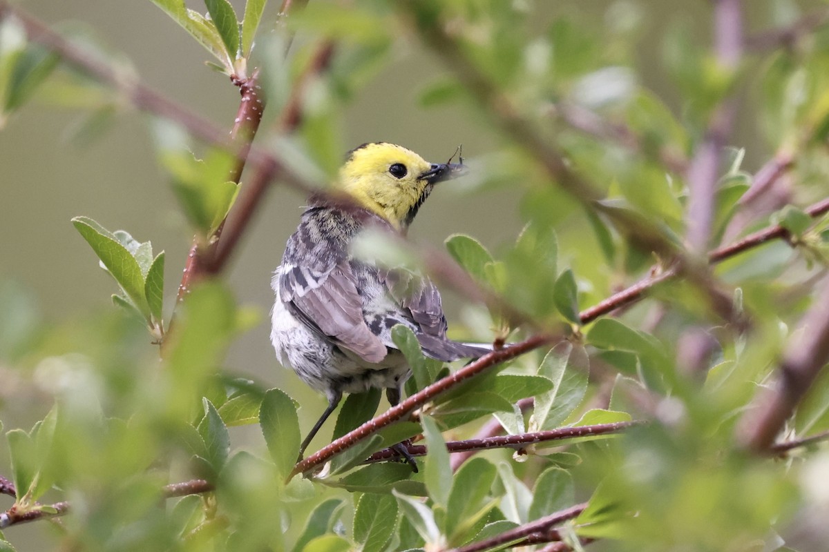 Hermit Warbler - ML619661976