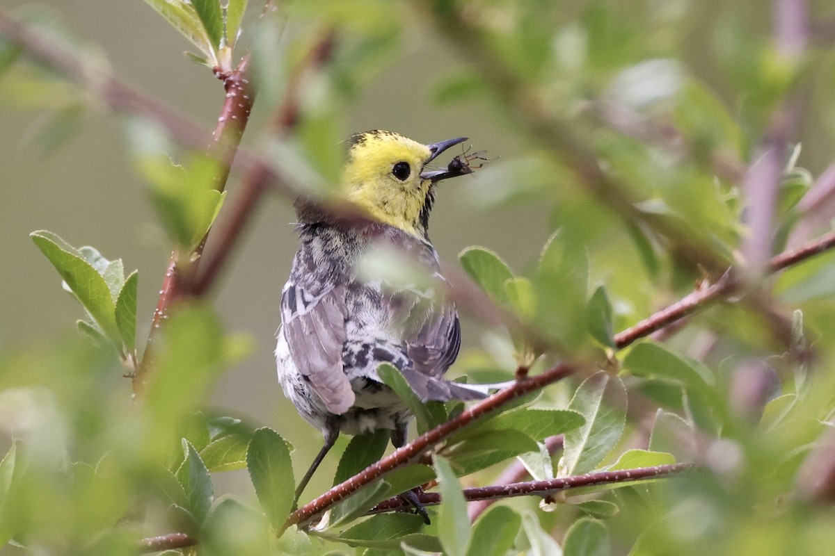 Hermit Warbler - ML619661977