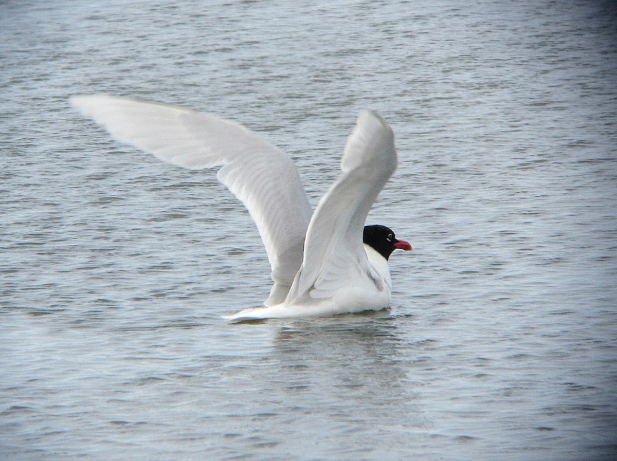 Mediterranean Gull - Peter Milinets-Raby