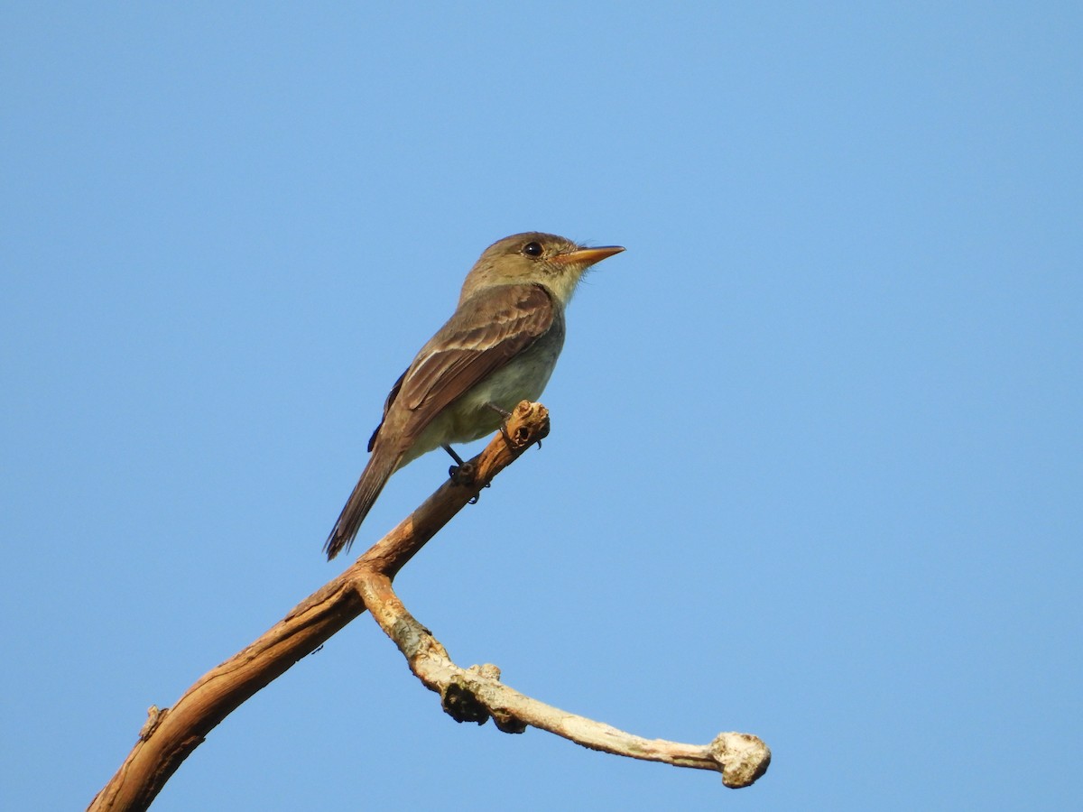 Northern Tropical Pewee - Juan Carlos Melendez