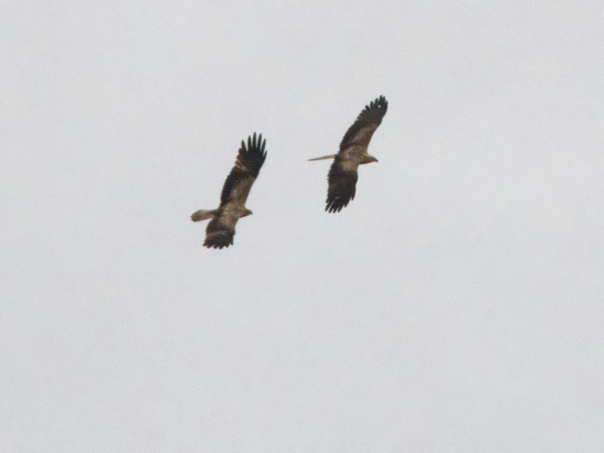 Whistling Kite - Helen Leonard