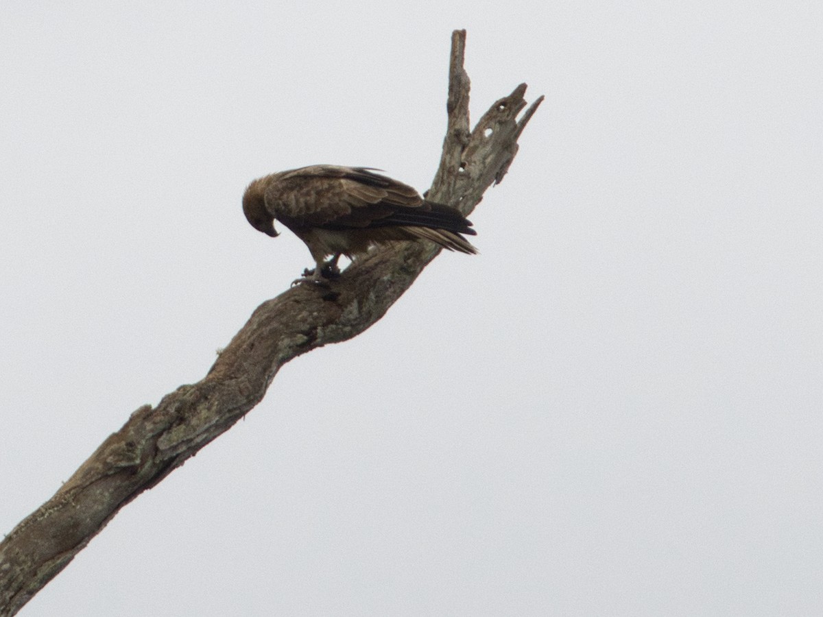 Whistling Kite - Helen Leonard