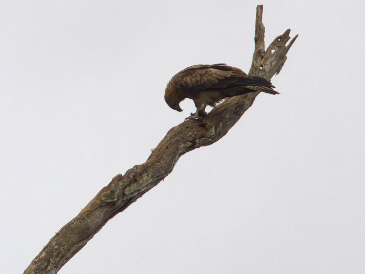 Whistling Kite - Helen Leonard