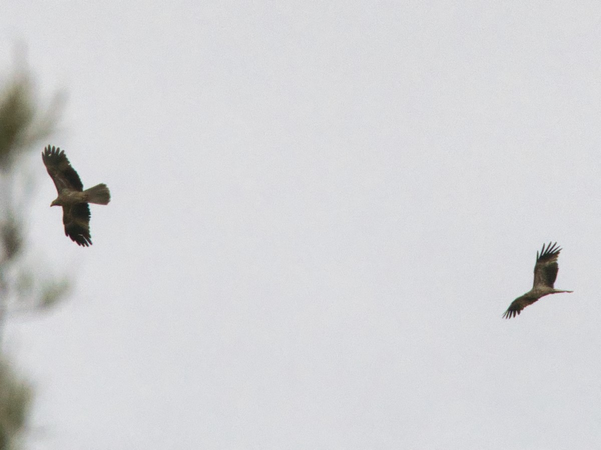 Whistling Kite - Helen Leonard