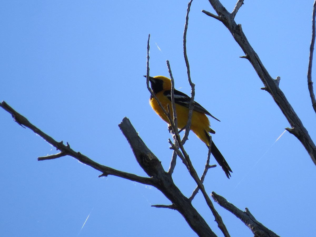 Hooded Oriole - ML619661989