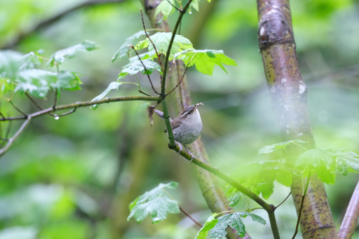 Bewick's Wren - Alex Leeder