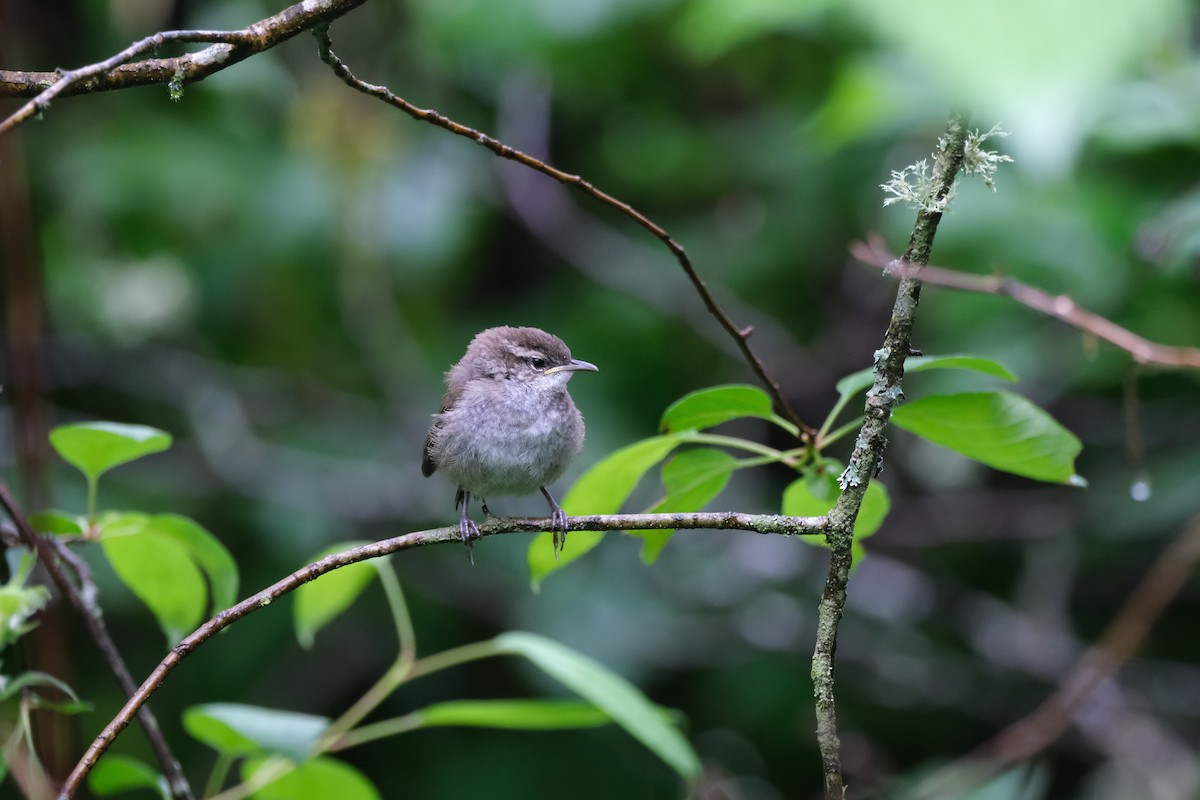 Bewick's Wren - Alex Leeder