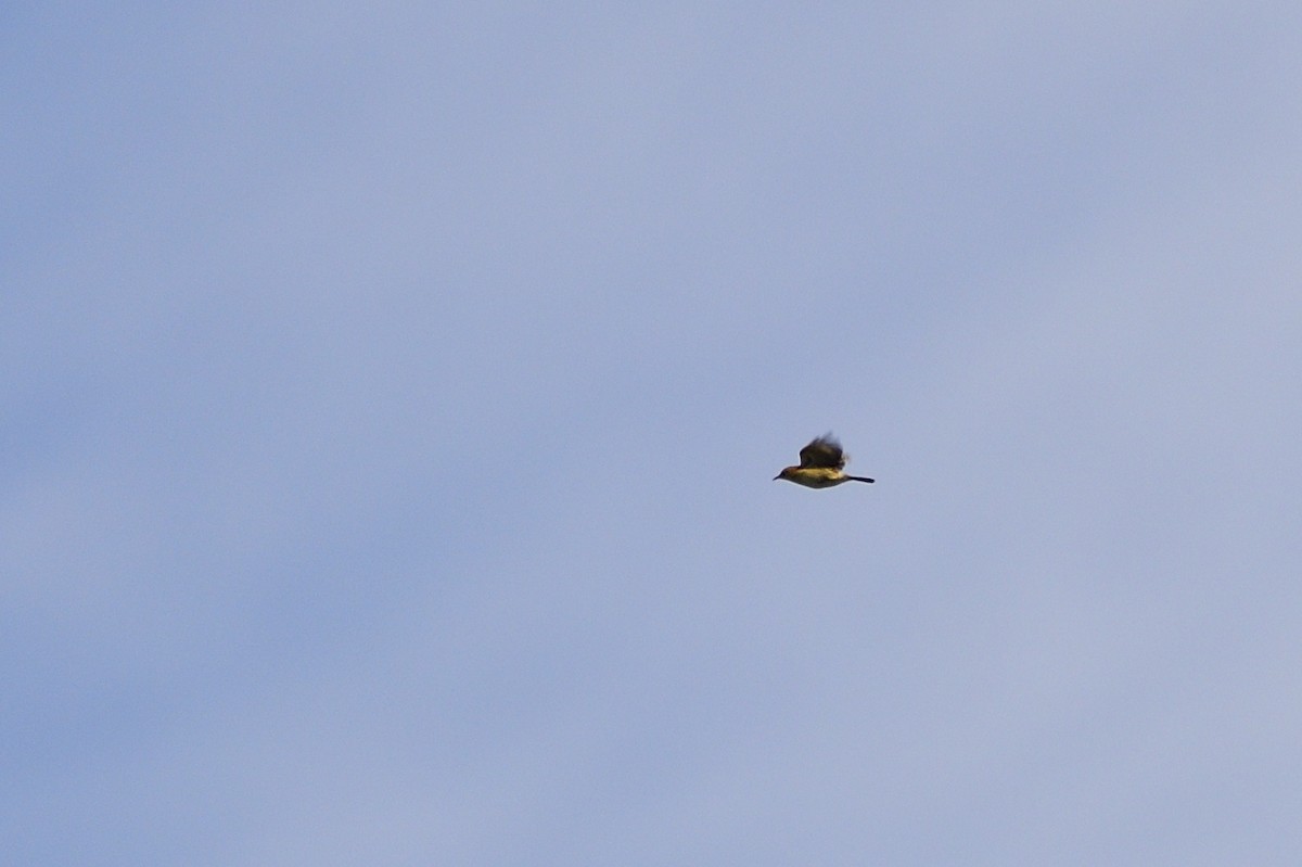 Golden-headed Cisticola - Ken Crawley