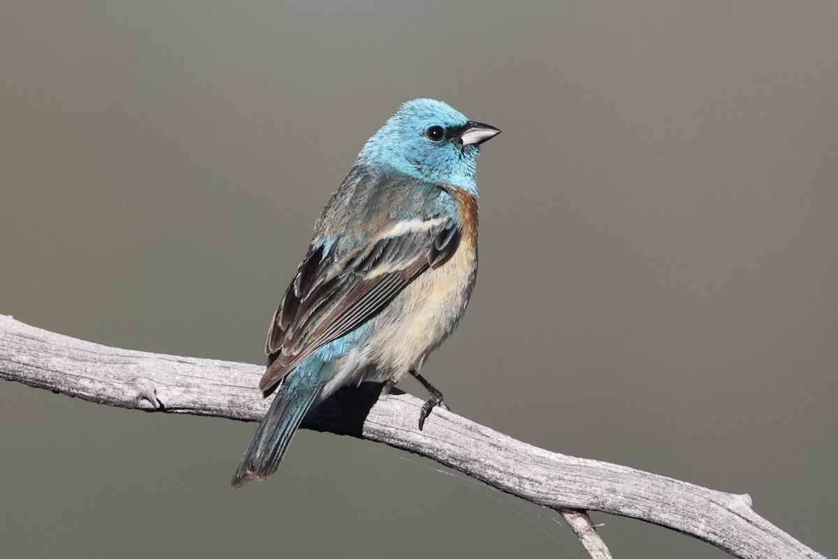 Lazuli Bunting - Alice Church