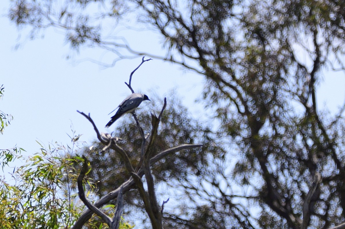 Black-faced Cuckooshrike - Ken Crawley