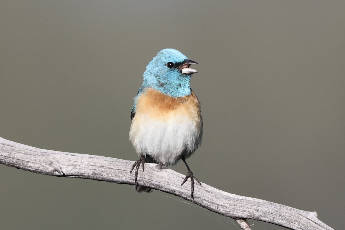 Lazuli Bunting - Alice Church