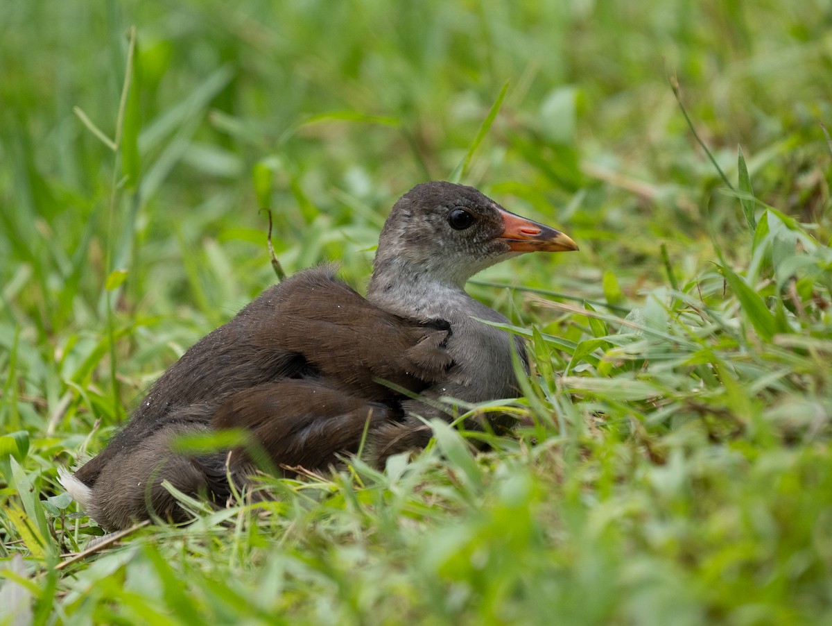 Eurasian Moorhen - Liu JYUN-FU