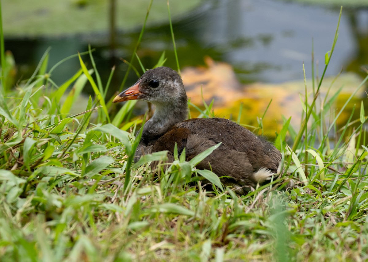 Eurasian Moorhen - Liu JYUN-FU