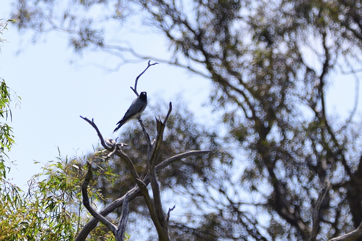 Black-faced Cuckooshrike - Ken Crawley