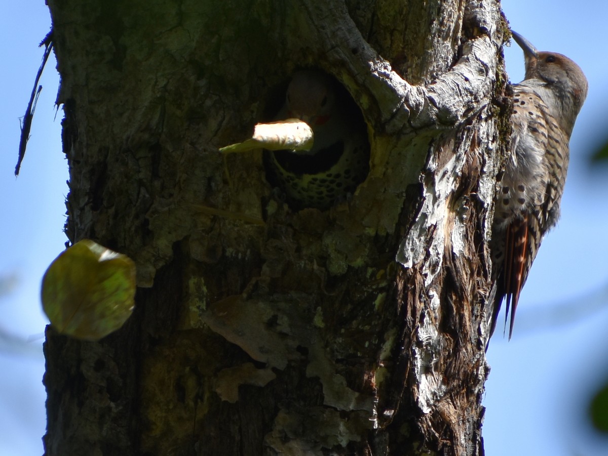 Northern Flicker (Red-shafted) - Tser Supalla