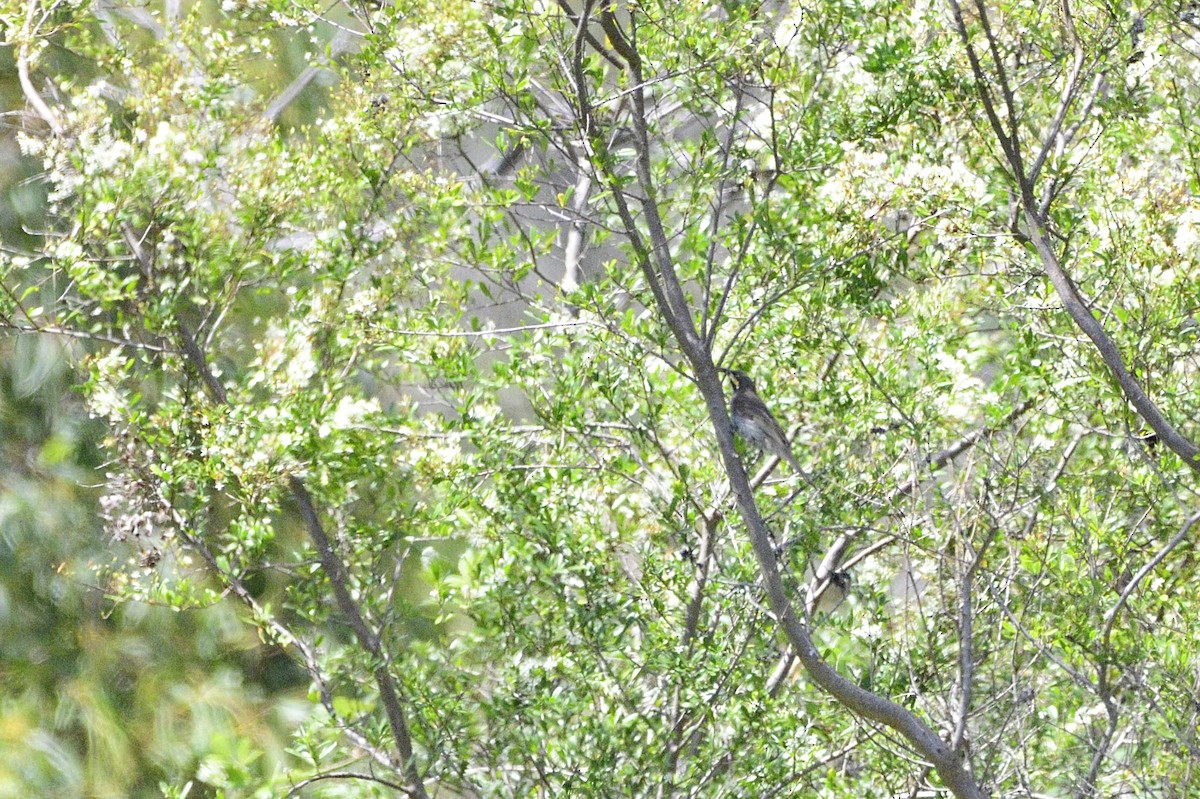 Yellow-faced Honeyeater - Ken Crawley