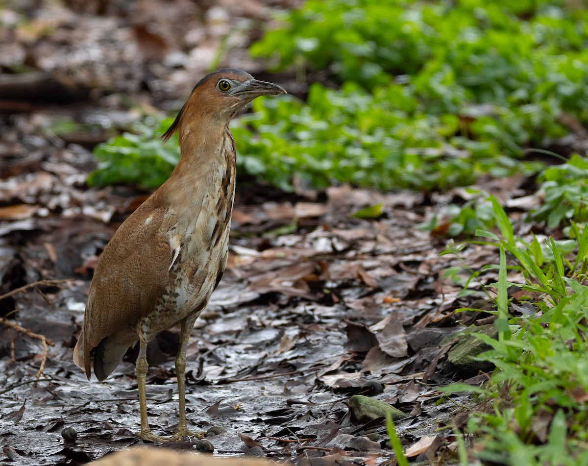 Malayan Night Heron - Liu JYUN-FU