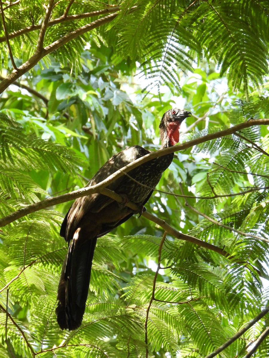 Crested Guan - Juan Carlos Melendez