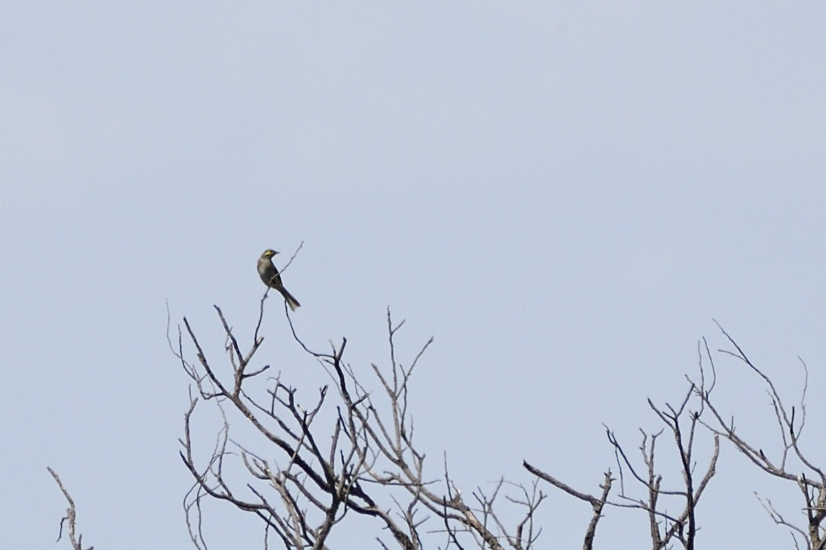 Yellow-faced Honeyeater - Ken Crawley