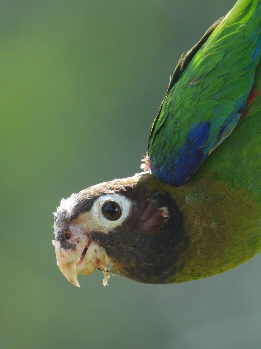 Brown-hooded Parrot - Juan Carlos Melendez