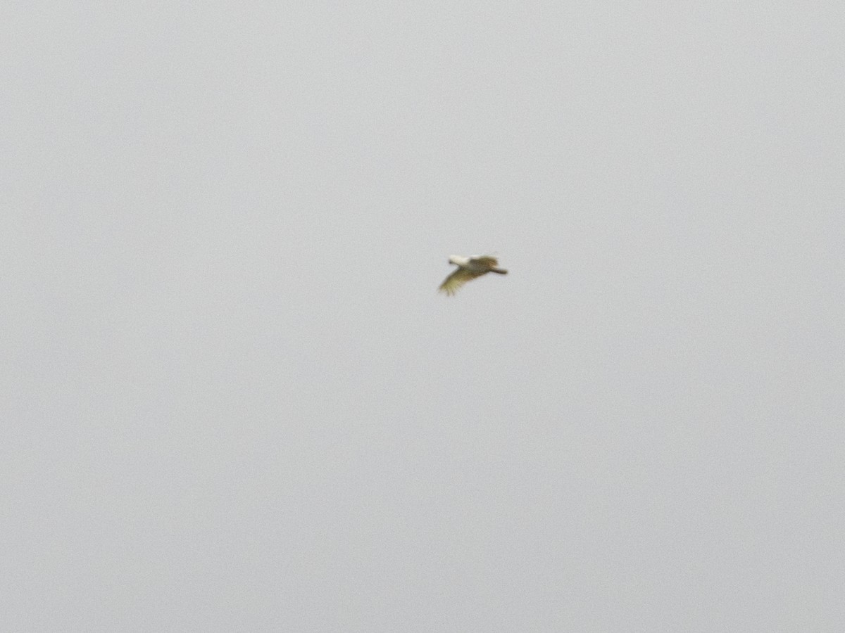 Sulphur-crested Cockatoo - Helen Leonard