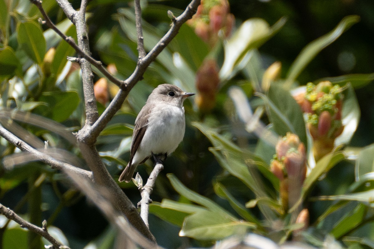 Asian Brown Flycatcher - Fran Kim