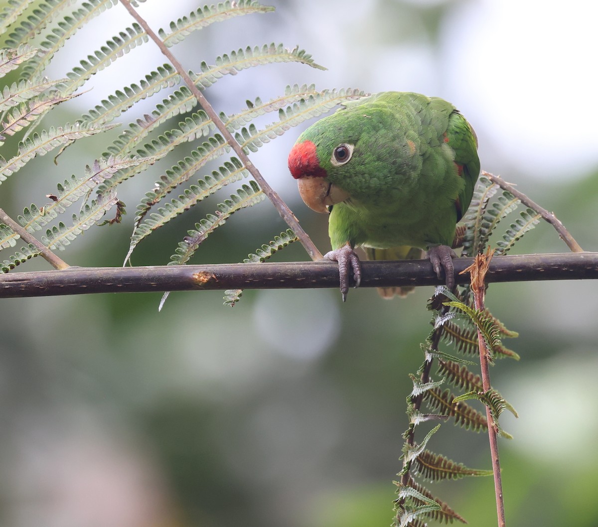 Crimson-fronted Parakeet - Andy Gee