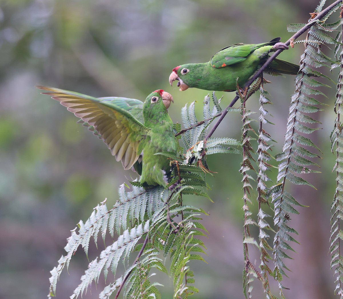 Crimson-fronted Parakeet - Andy Gee