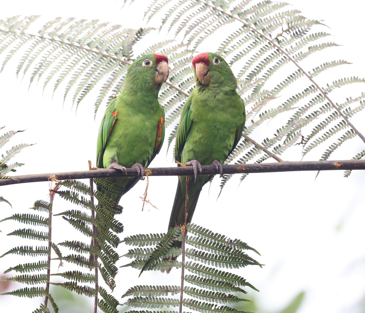 Crimson-fronted Parakeet - Andy Gee