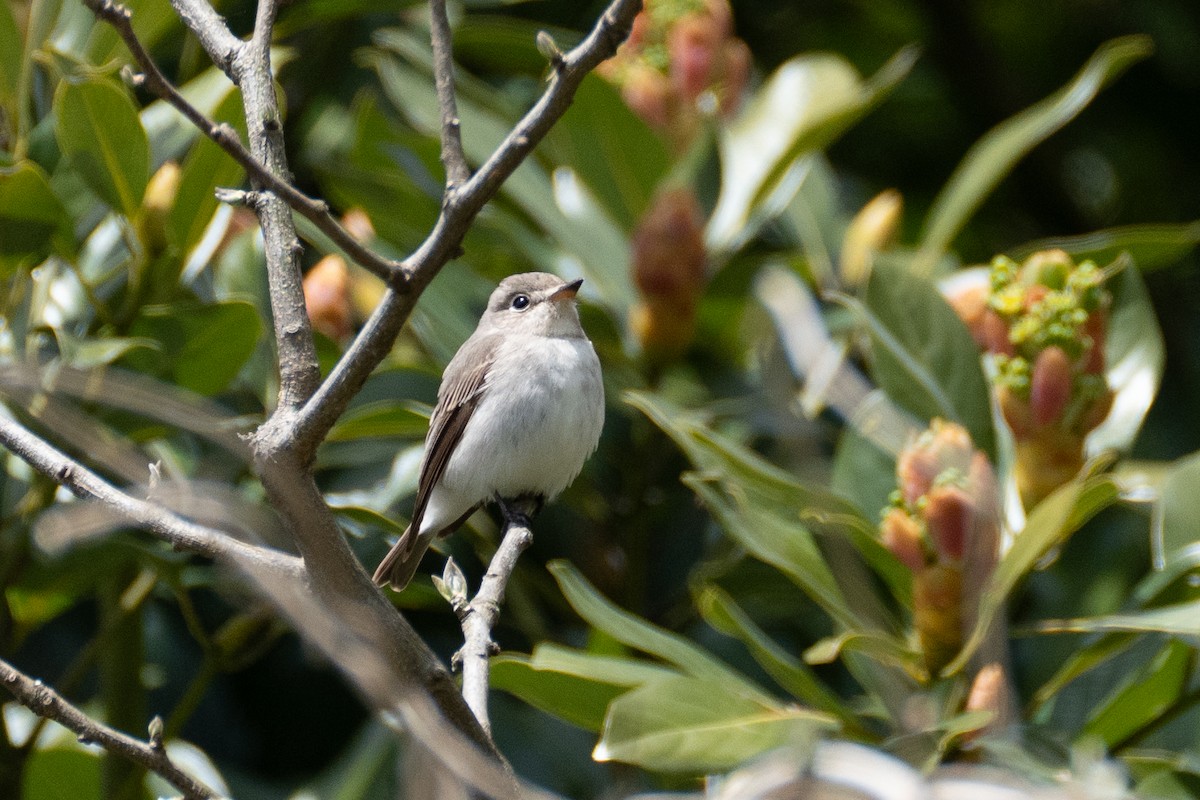 Asian Brown Flycatcher - Fran Kim