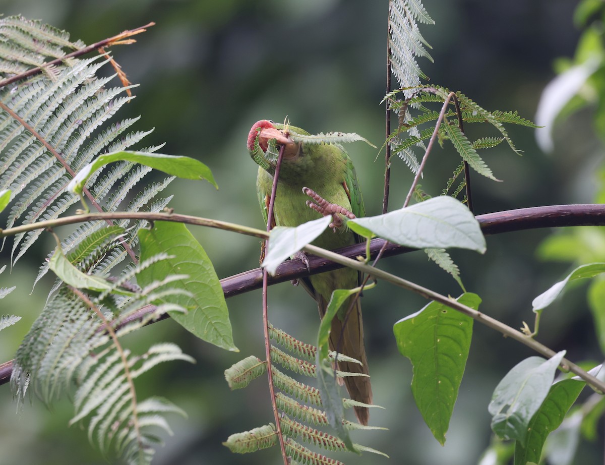 Crimson-fronted Parakeet - Andy Gee