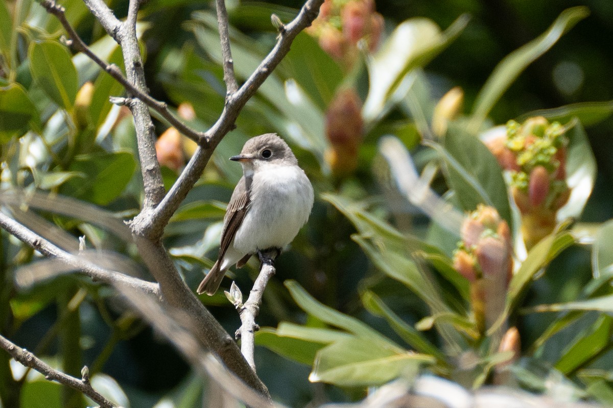 Asian Brown Flycatcher - Fran Kim